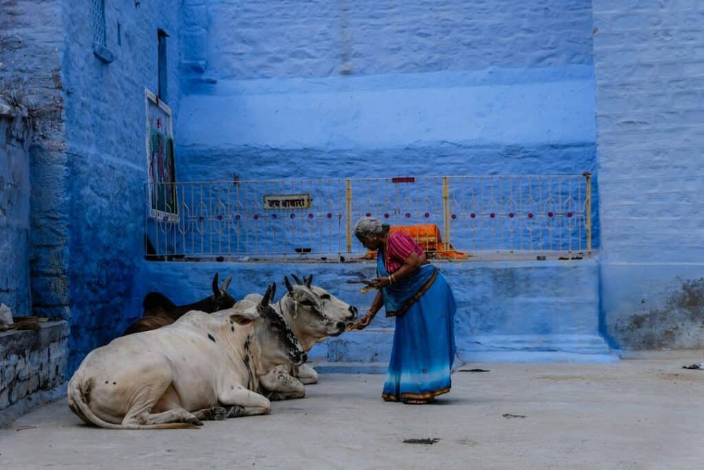Animals present in a religious or traditional cultural setting