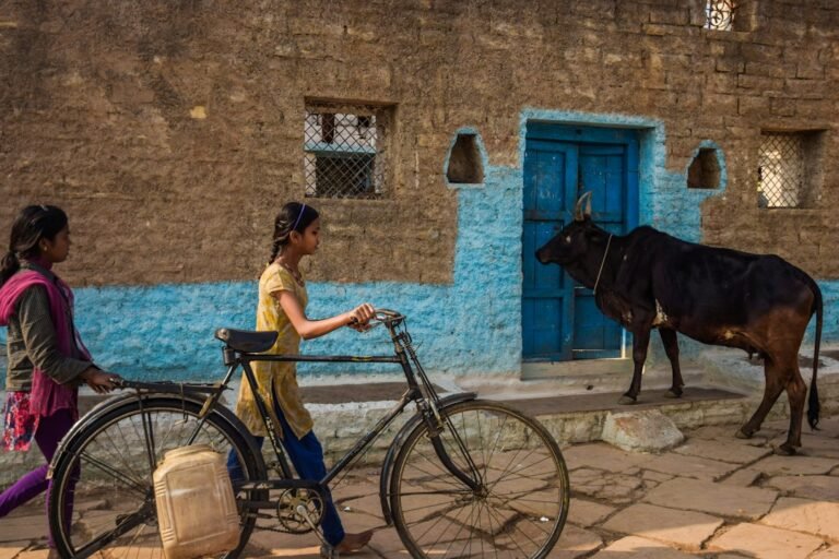 Why Is the Cow Sacred in India?