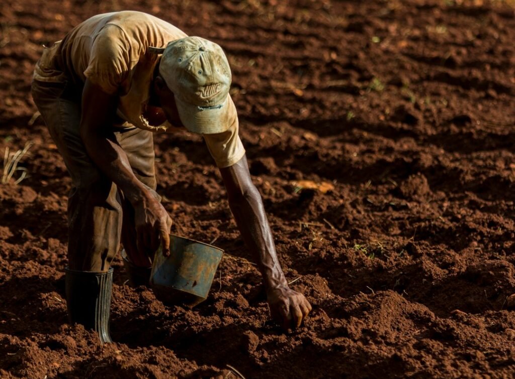 A farmer handling saved seed, illustrating the long practice of selecting seed for future planting