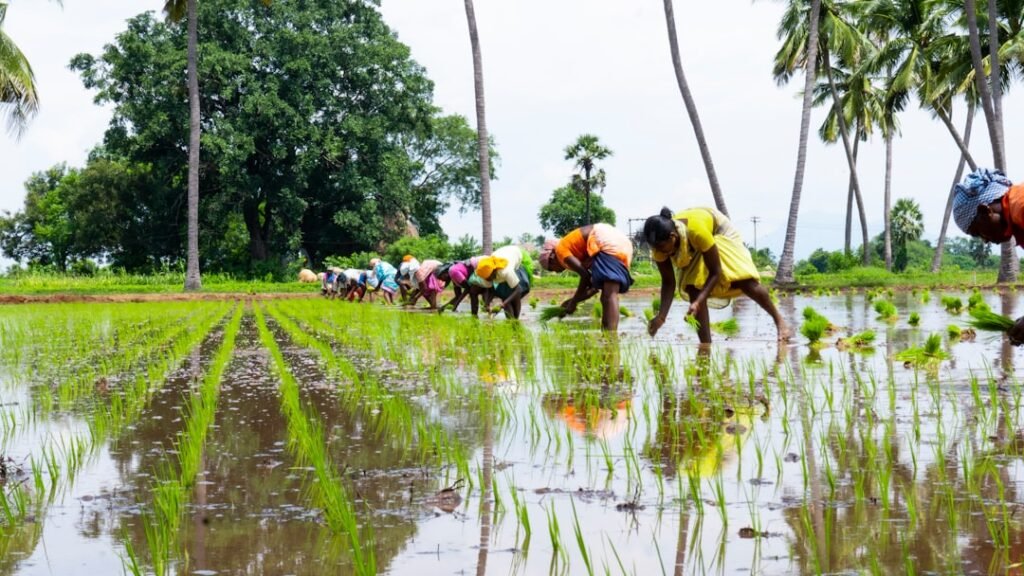 A South Indian harvest-festival setting illustrating how agricultural seasons become religious and communal calendars