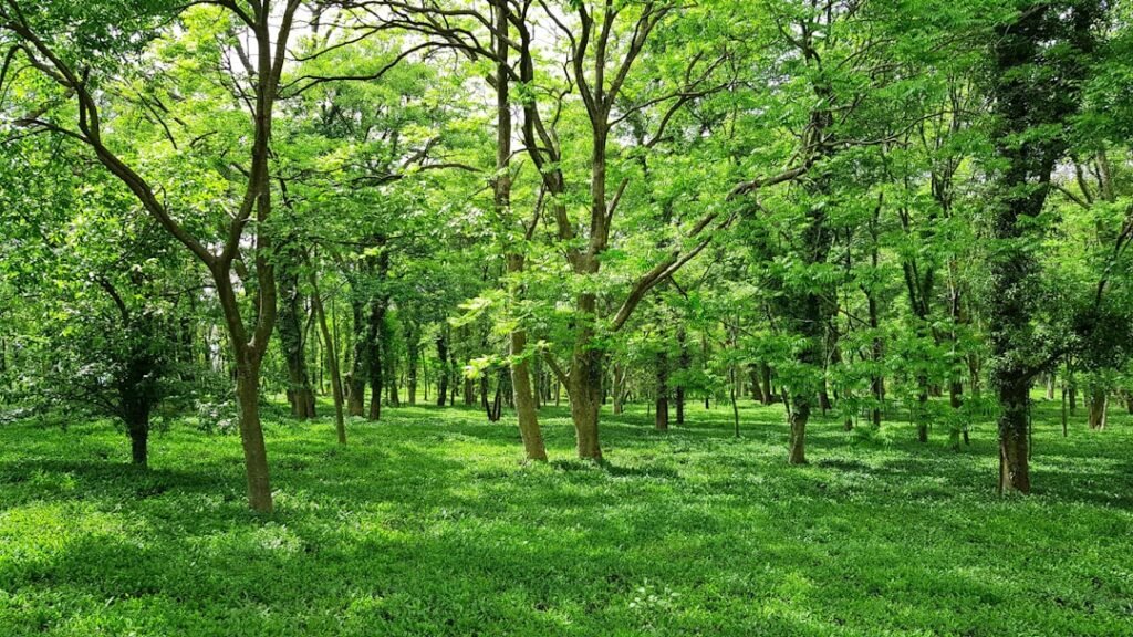 Dense protected woodland in India representative of sacred-grove traditions
