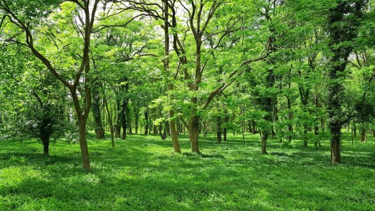 Why Were Sacred Groves Protected in India?