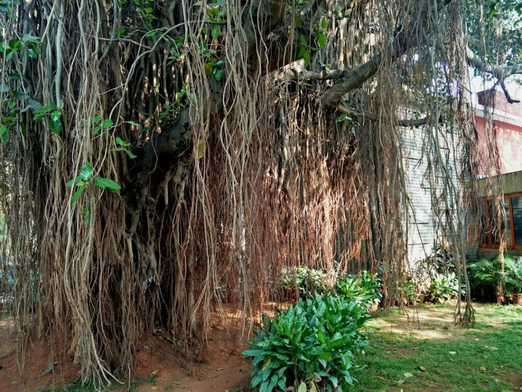 A mature tree beside a shrine in India, illustrating the long association between trees and sacred places