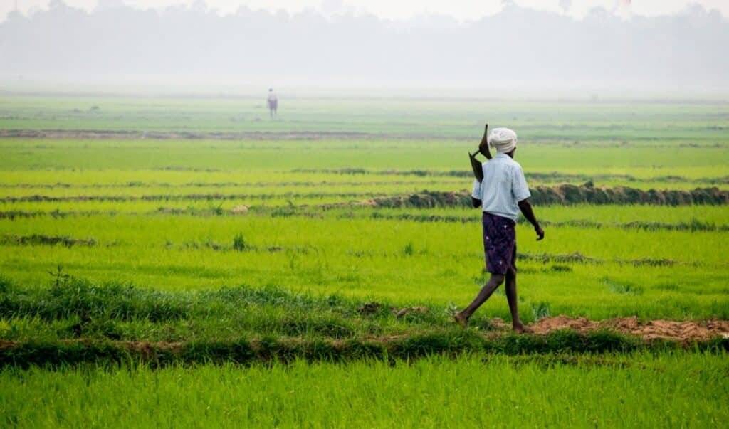 Farmer working in an Indian agricultural landscape shaped by seasonal weather