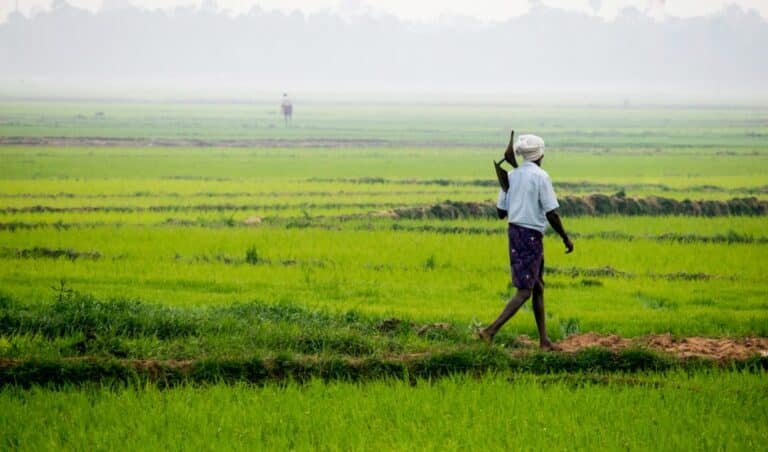 Why Did Traditional Farmers Read Birds, Insects and Plants as Weather Signs?