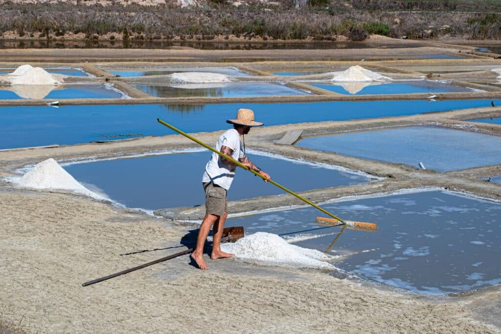 Worker raking coarse sea salt from shallow evaporation lagoons